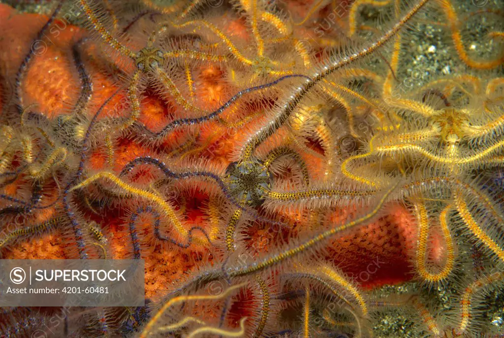 Brittlestar (Ophiothrix sp) group on seastar, Santa Barbara Island, Channel Islands, California