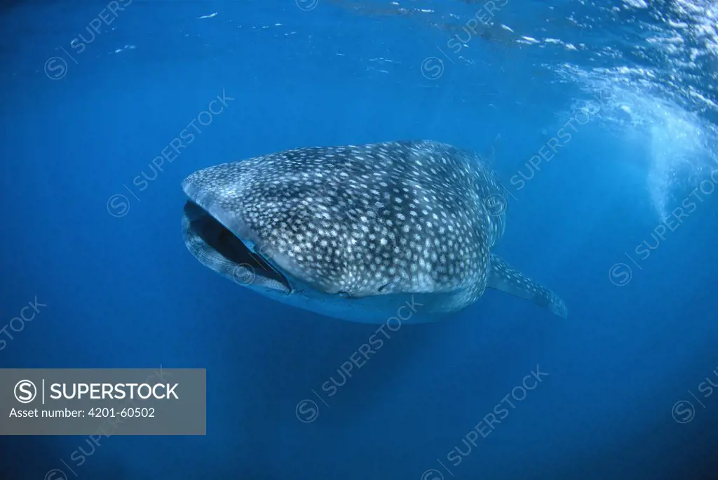 Whale Shark (Rhincodon typus), Ningaloo Reef, Australia
