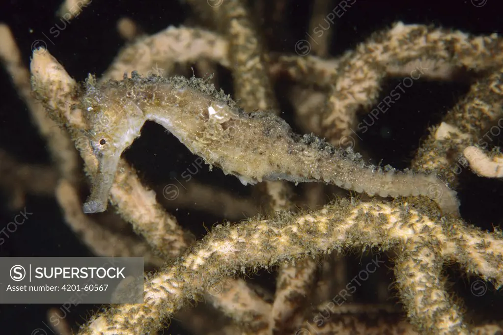 Yellow Sea Horse (Hippocampus kuda) camouflaged against coral, Lembeh Strait, Indonesia