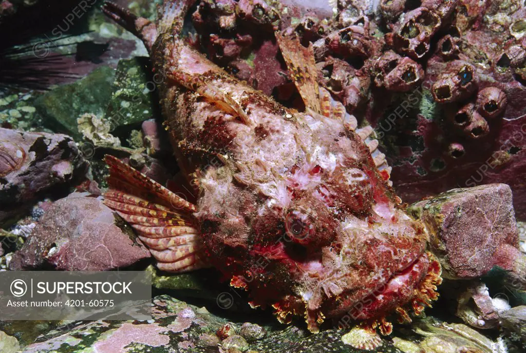 Spotted Scorpionfish (Scorpaena plumieri), Malpelo Island, Colombia