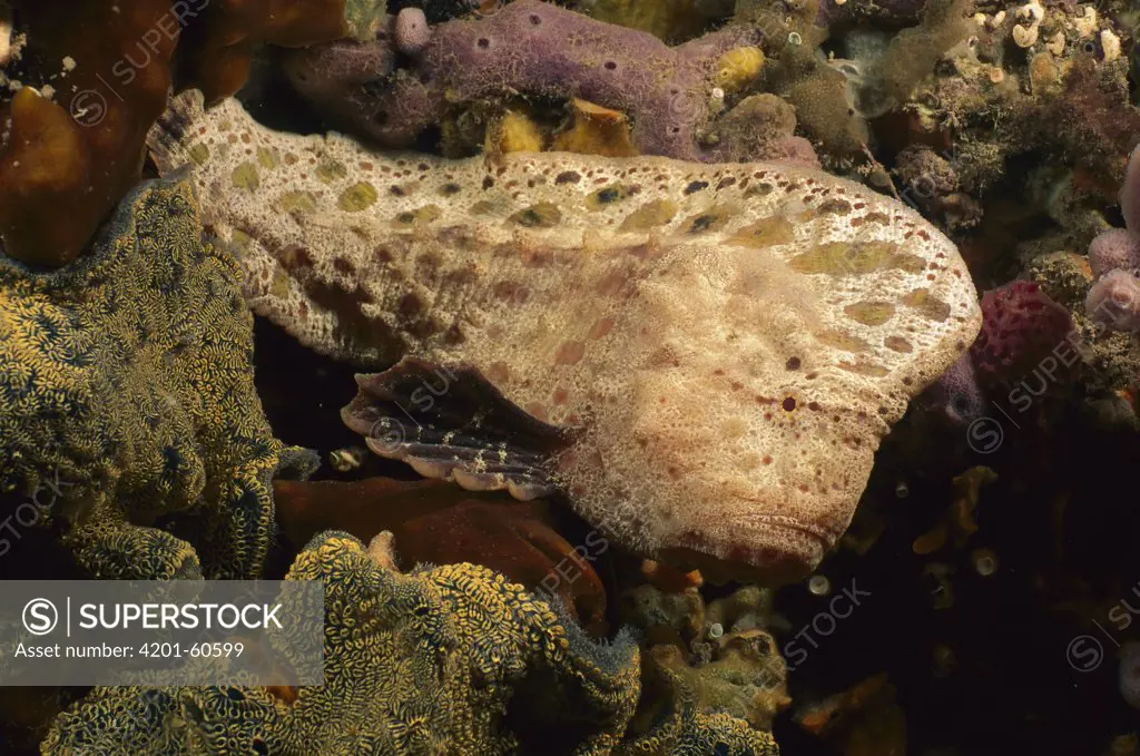 Warty Prowfish (Aetapcus maculatus) camouflaged against coral, Edithburgh, Australia