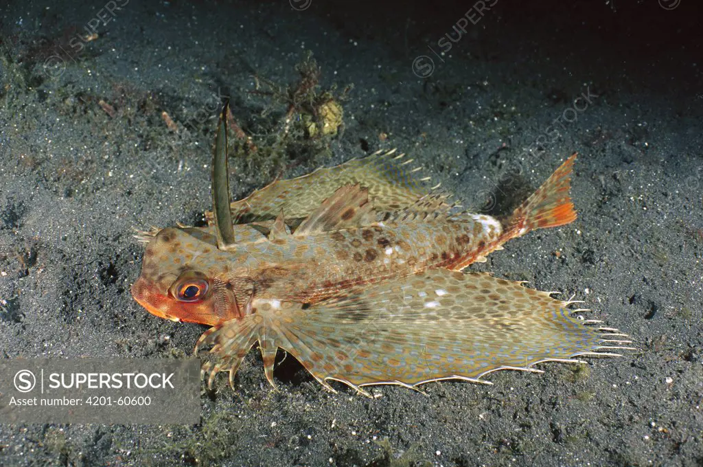 Flying Gurnard (Dactyloptena orientalis) showing nocturnal coloration, Lembeh Strait, Indonesia
