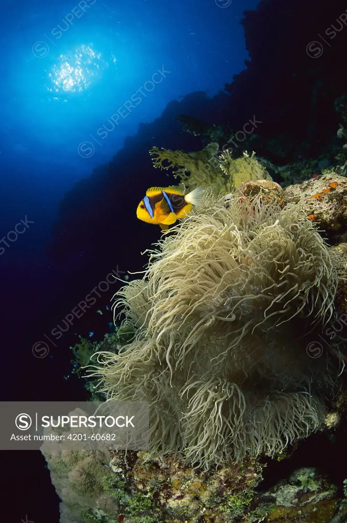 Orange-fin Anemonefish (Amphiprion chrysopterus) in anemone tentacles, Coral Sea, Australia