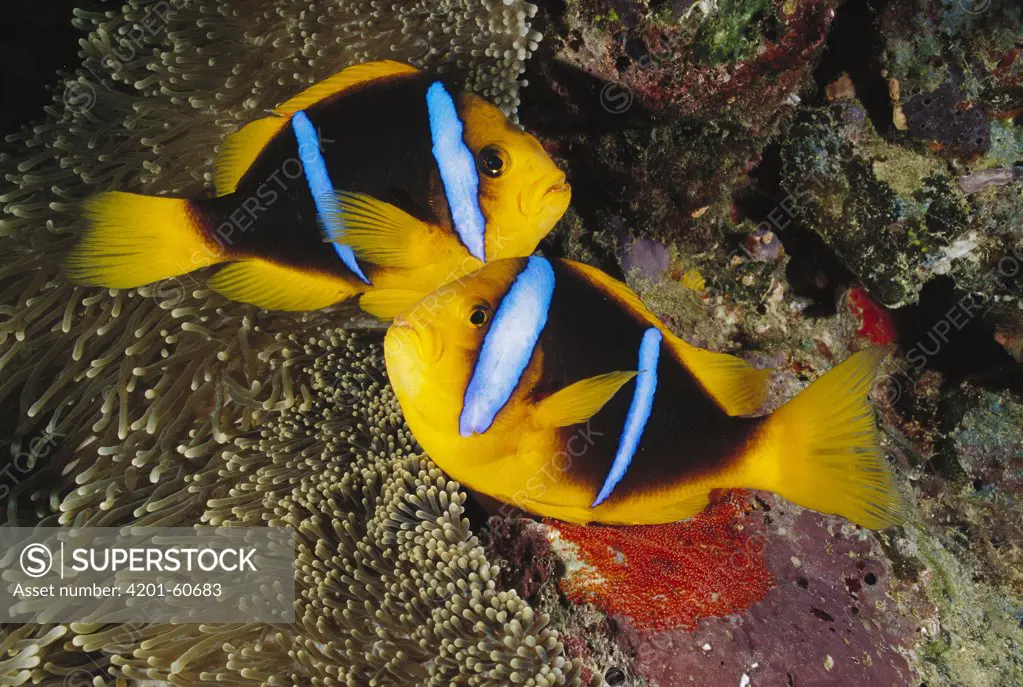 Orange-fin Anemonefish (Amphiprion chrysopterus) pair watching over eggs laid at base of sea anemone, Fiji