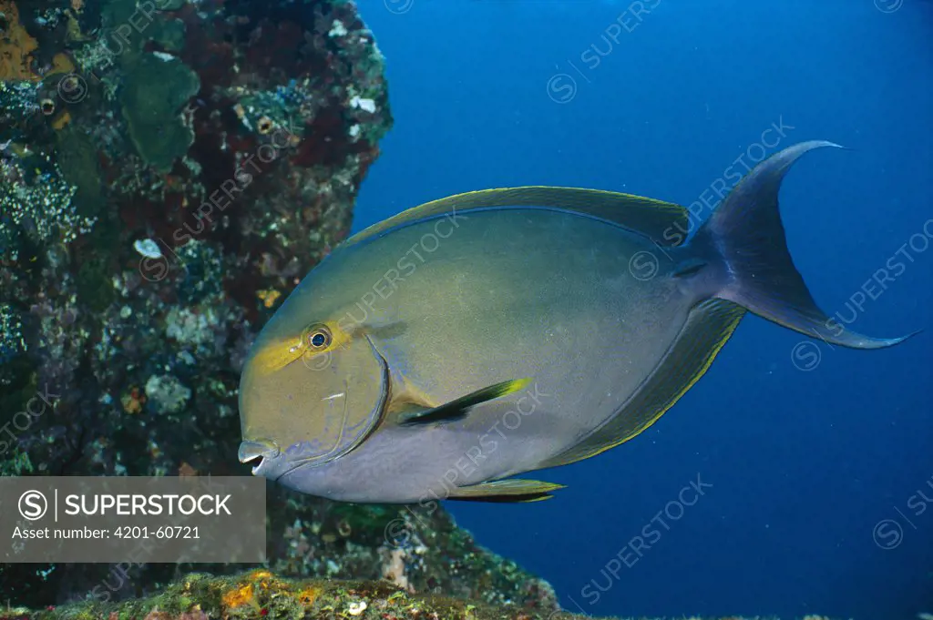 Yellowfin Surgeonfish (Acanthurus xanthopterus), Bali, Indonesia