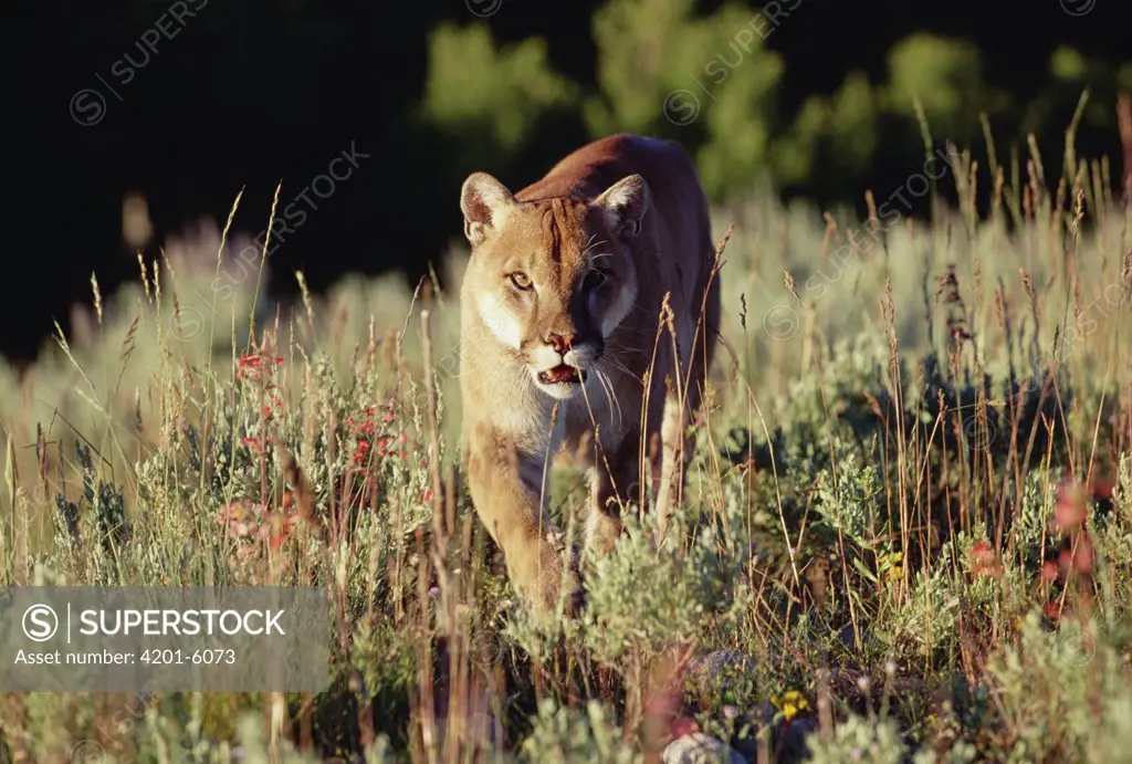 Mountain Lion (Puma concolor) walking through tall grass towards camera, North America