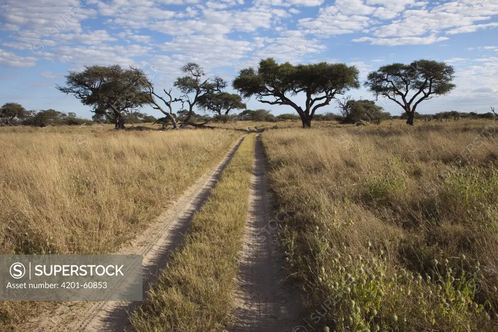 Acacia (Acacia sp) trees near dirt road, Chobe National Park, Botswana