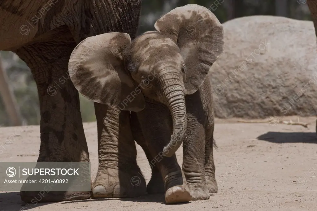 African Elephant (Loxodonta africana) calf leaning on mother's leg, native to Africa