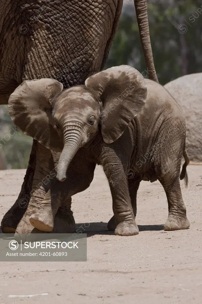 African Elephant (Loxodonta africana) calf, native to Africa
