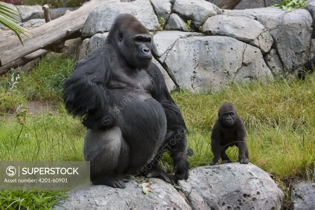 Western Lowland Gorilla (Gorilla gorilla gorilla) silverback male and baby, native to Africa