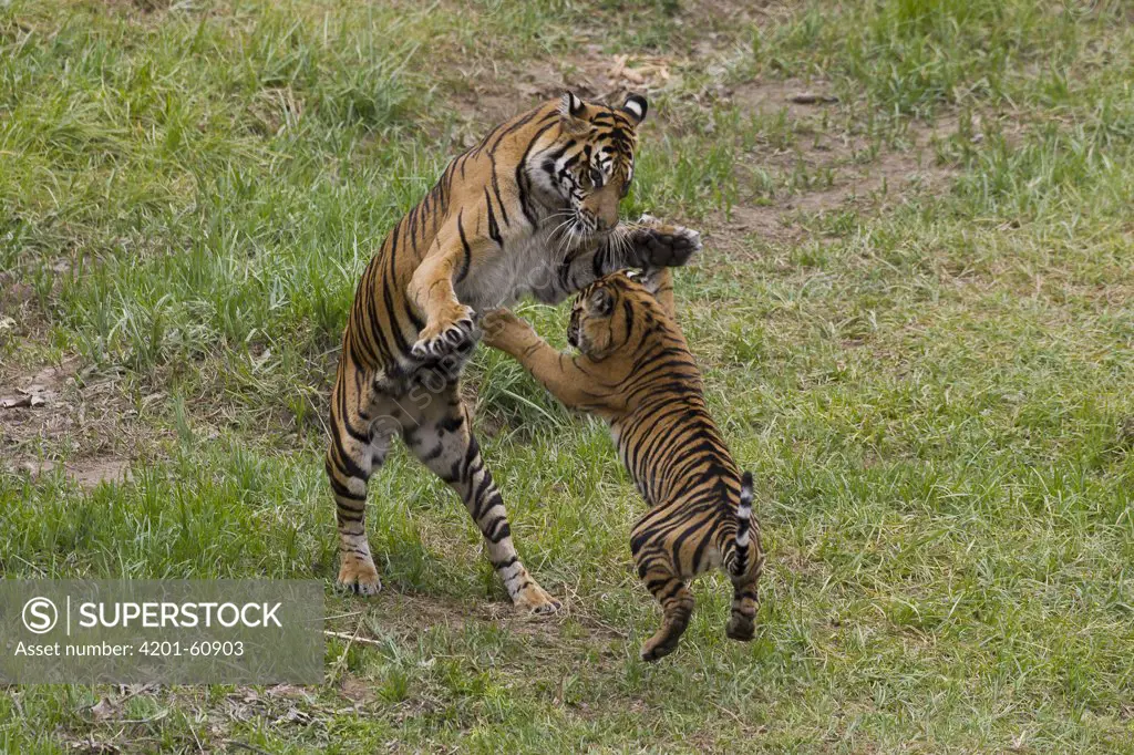 Sumatran Tiger (Panthera tigris sumatrae) mother and cub playing, native to Sumatra