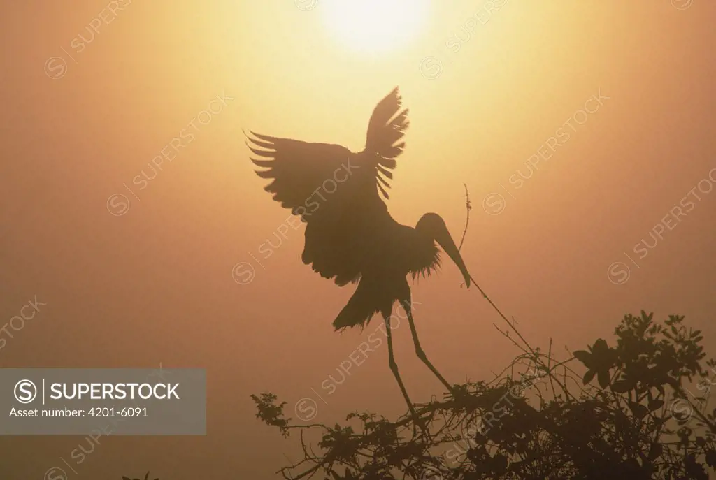 Wood Stork (Mycteria americana) collecting nesting material, Everglades National Park, Florida