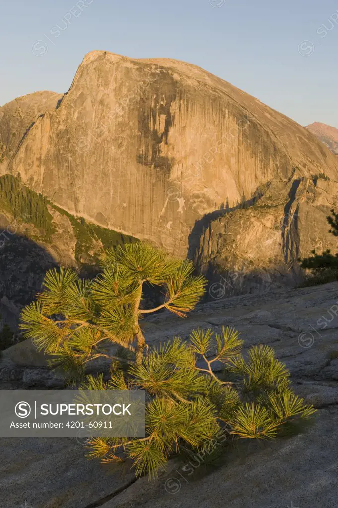 Pine seedling and Half Dome at sunset, Yosemite National Park, California