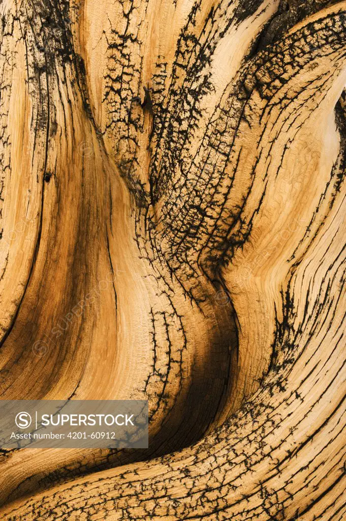 Great Basin Bristlecone Pine (Pinus longaeva) detail of twisted wood, White Mountains, California