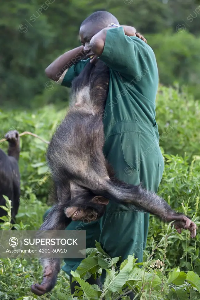 Chimpanzee (Pan troglodytes) rehabilitated individual playing with caretaker Stany Nyomolwi, Ngamba Island Chimpanzee Sanctuary, Uganda