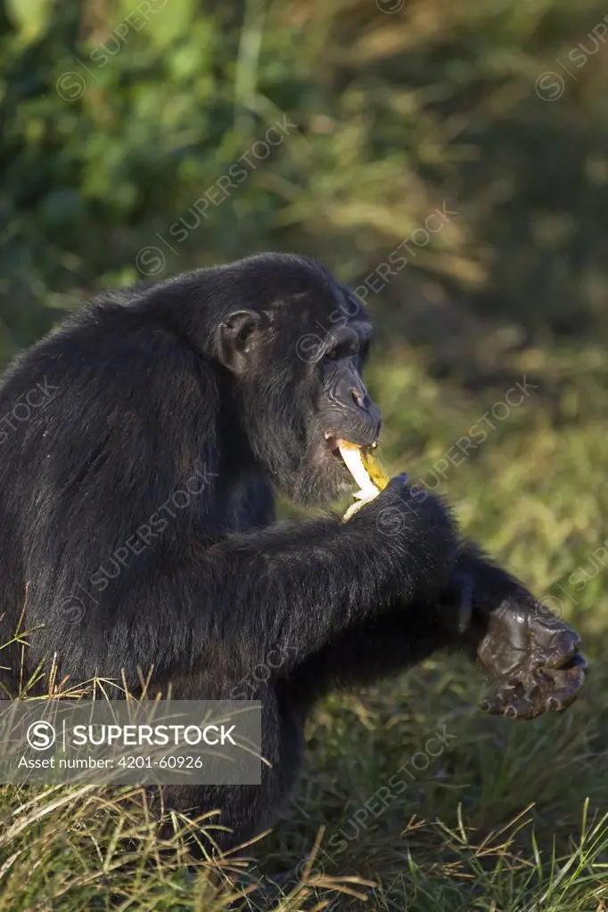 Chimpanzee (Pan troglodytes) rescued individual eating banana, Ngamba Island Chimpanzee Sanctuary, Uganda