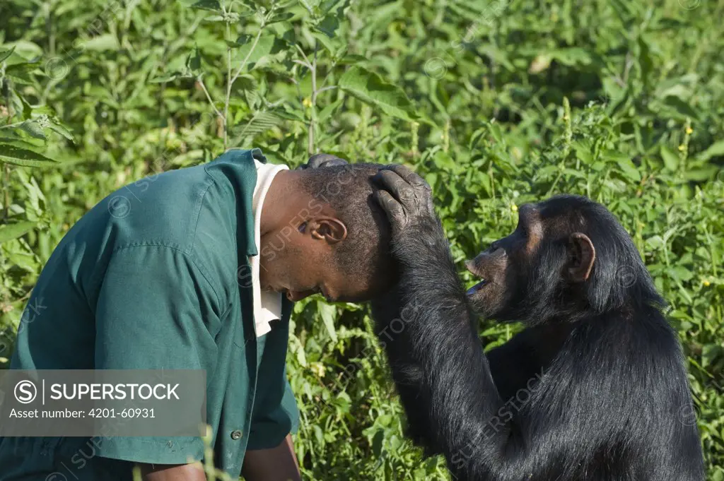Chimpanzee (Pan troglodytes) rescued sub-adult female grooming caretaker Bruce Ainebyona, Ngamba Island Chimpanzee Sanctuary, Uganda