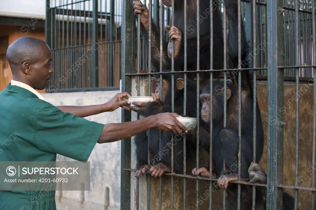 Chimpanzee (Pan troglodytes) group being fed by veterinarian Fred Nizeyimana, Ngamba Island Chimpanzee Sanctuary, Uganda