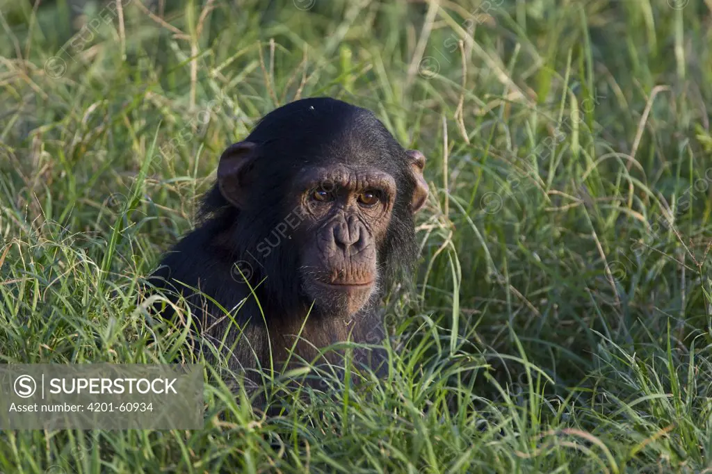 Chimpanzee (Pan troglodytes) baby in green grass, Ngamba Island Chimpanzee Sanctuary, Uganda