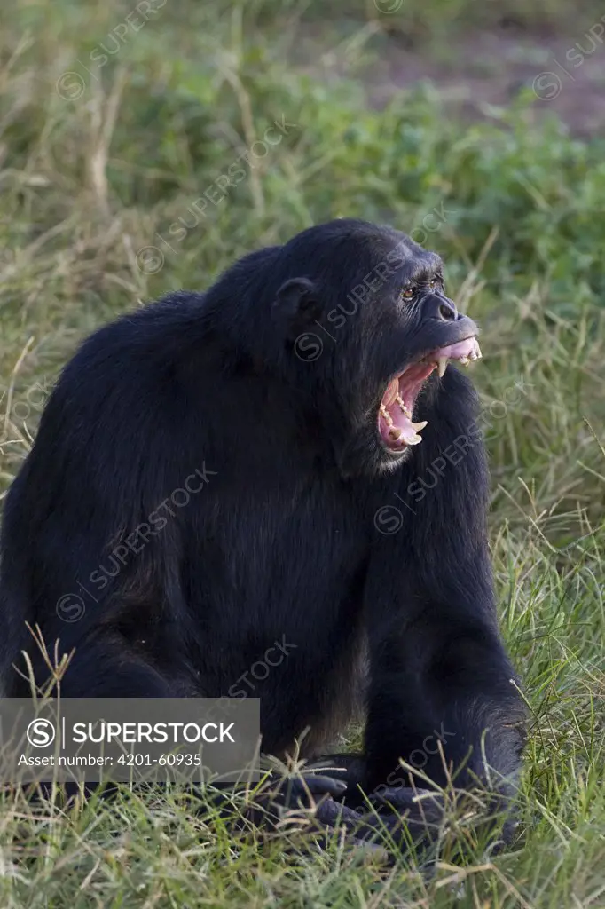 Chimpanzee (Pan troglodytes) with fearful expression, Ngamba Island Chimpanzee Sanctuary, Uganda