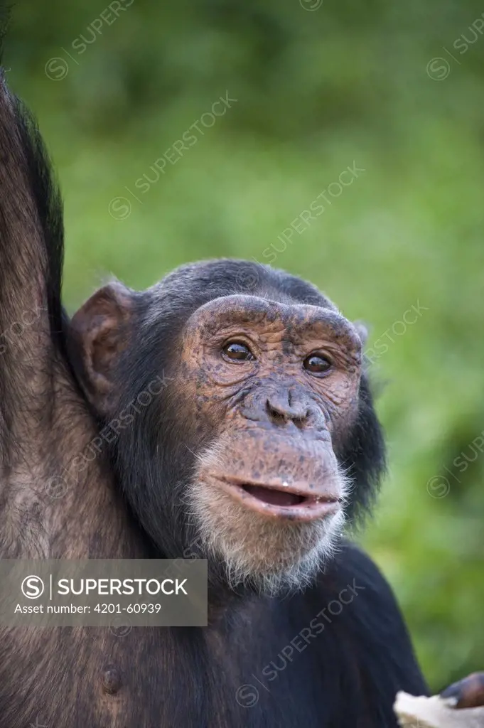 Chimpanzee (Pan troglodytes) portrait, Ngamba Island Chimpanzee Sanctuary, Uganda