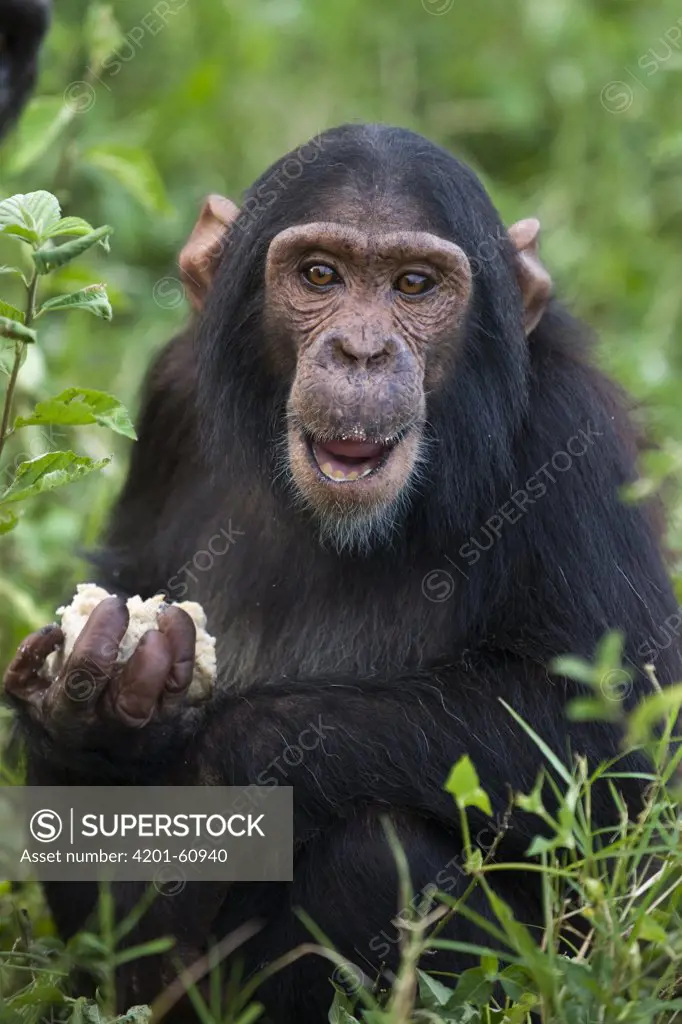 Chimpanzee (Pan troglodytes) rescued infant eating meal, Ngamba Island Chimpanzee Sanctuary, Uganda