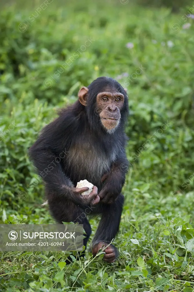 Chimpanzee (Pan troglodytes) rescued infant carrying food, Ngamba Island Chimpanzee Sanctuary, Uganda