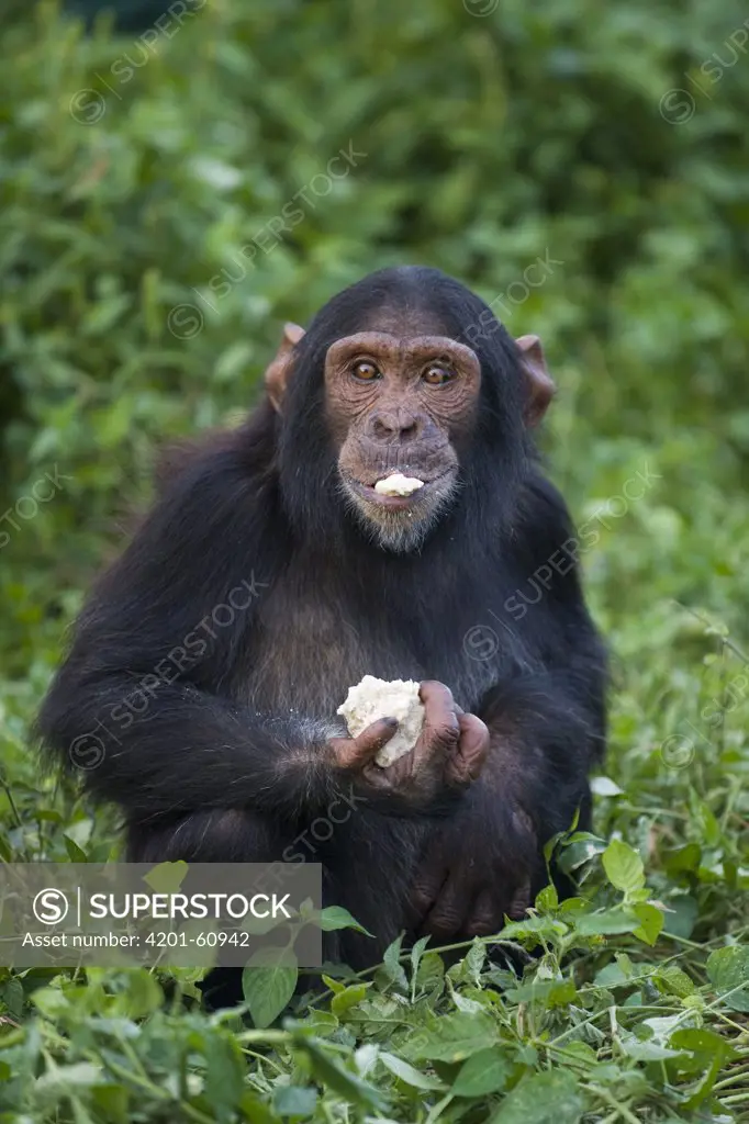 Chimpanzee (Pan troglodytes) rescued infant eating meal, Ngamba Island Chimpanzee Sanctuary, Uganda