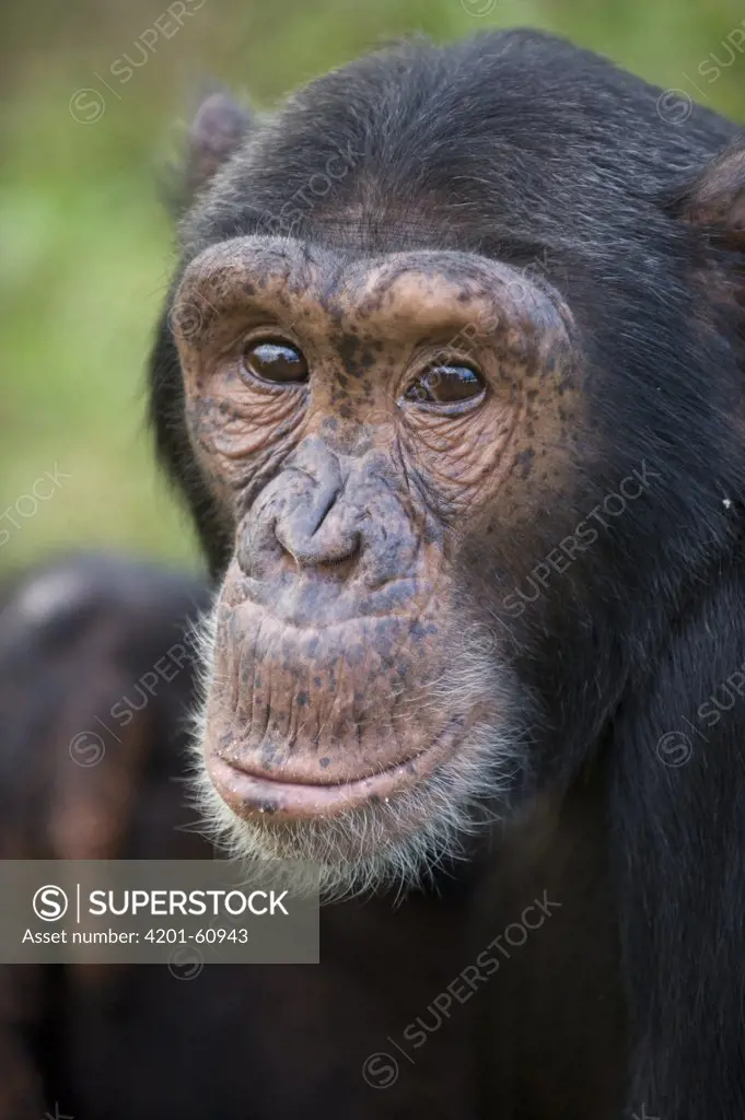 Chimpanzee (Pan troglodytes) portrait, Ngamba Island Chimpanzee Sanctuary, Uganda