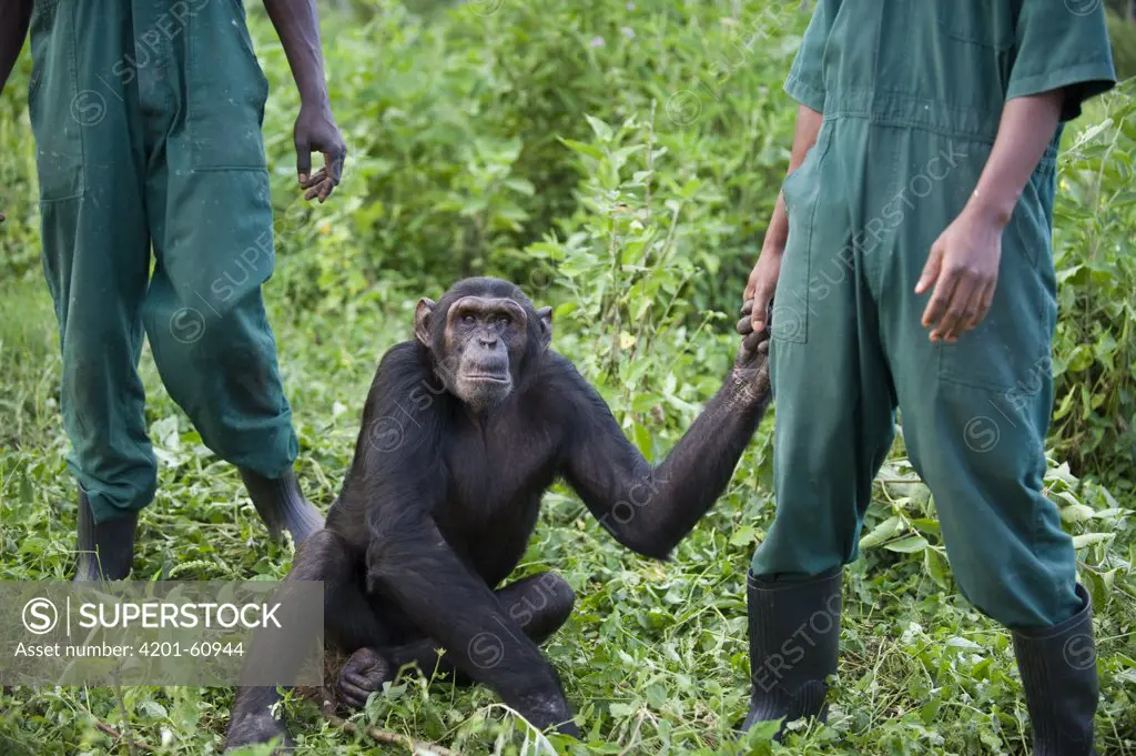 Chimpanzee (Pan troglodytes) playing with care taker, Ngamba Island Chimpanzee Sanctuary, Uganda
