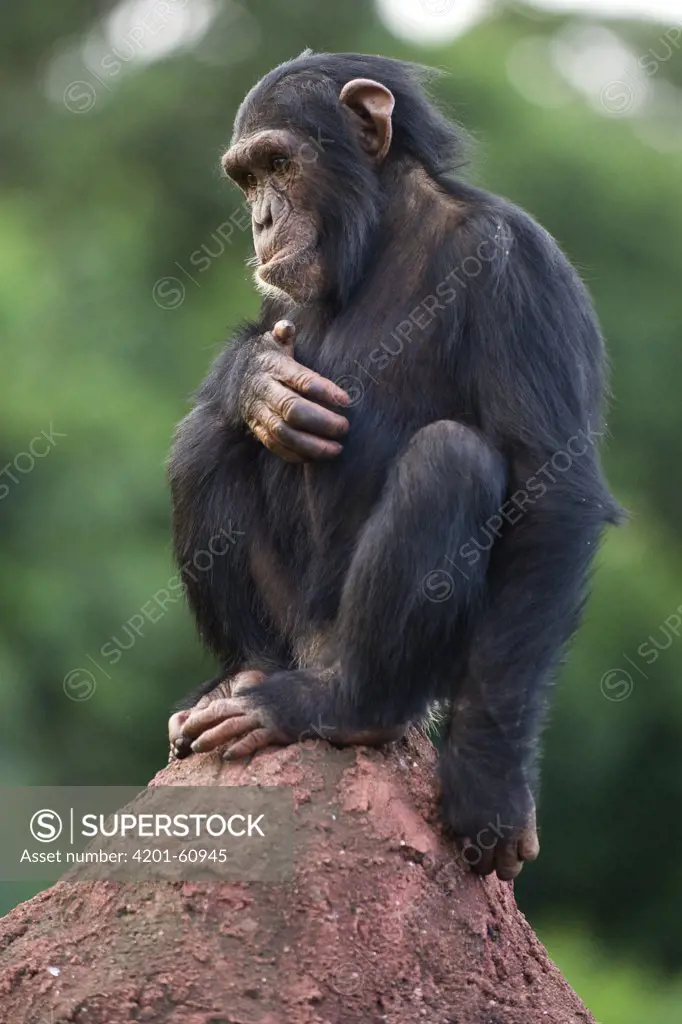 Chimpanzee (Pan troglodytes) juvenile named Rambo, Ngamba Island Chimpanzee Sanctuary, Uganda