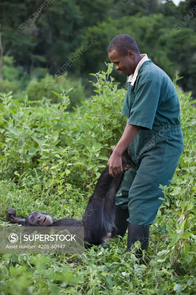 Chimpanzee (Pan troglodytes) playing with caretaker Bruce Ainebyona, Ngamba Island Chimpanzee Sanctuary, Uganda