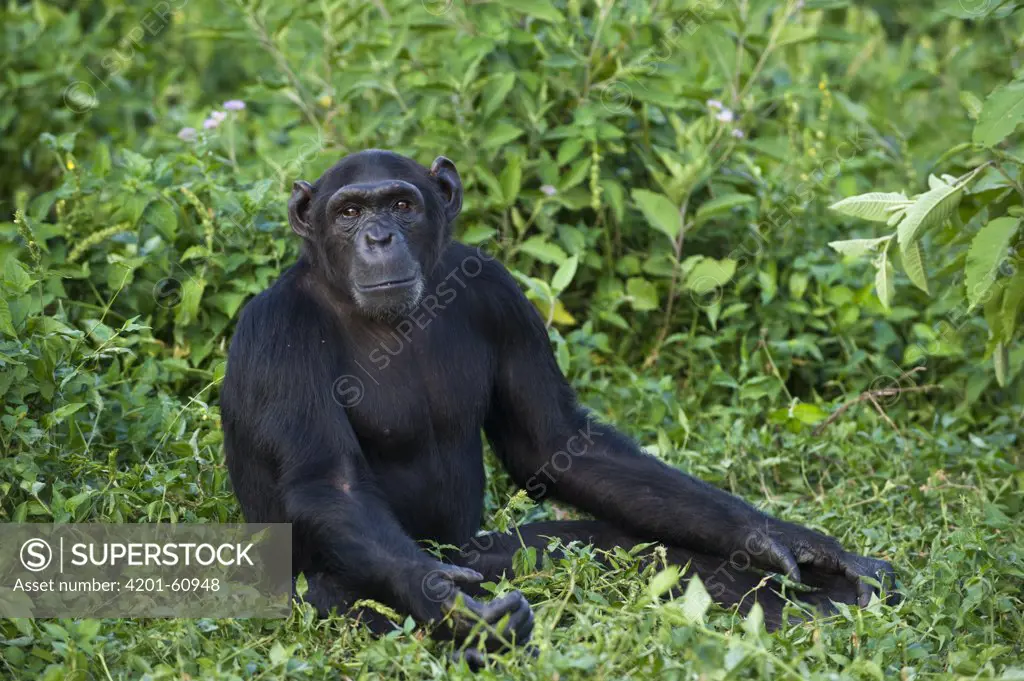 Chimpanzee (Pan troglodytes) sub-adult female named Ikuru used as surrogate in infant integration program, Ngamba Island Chimpanzee Sanctuary, Uganda