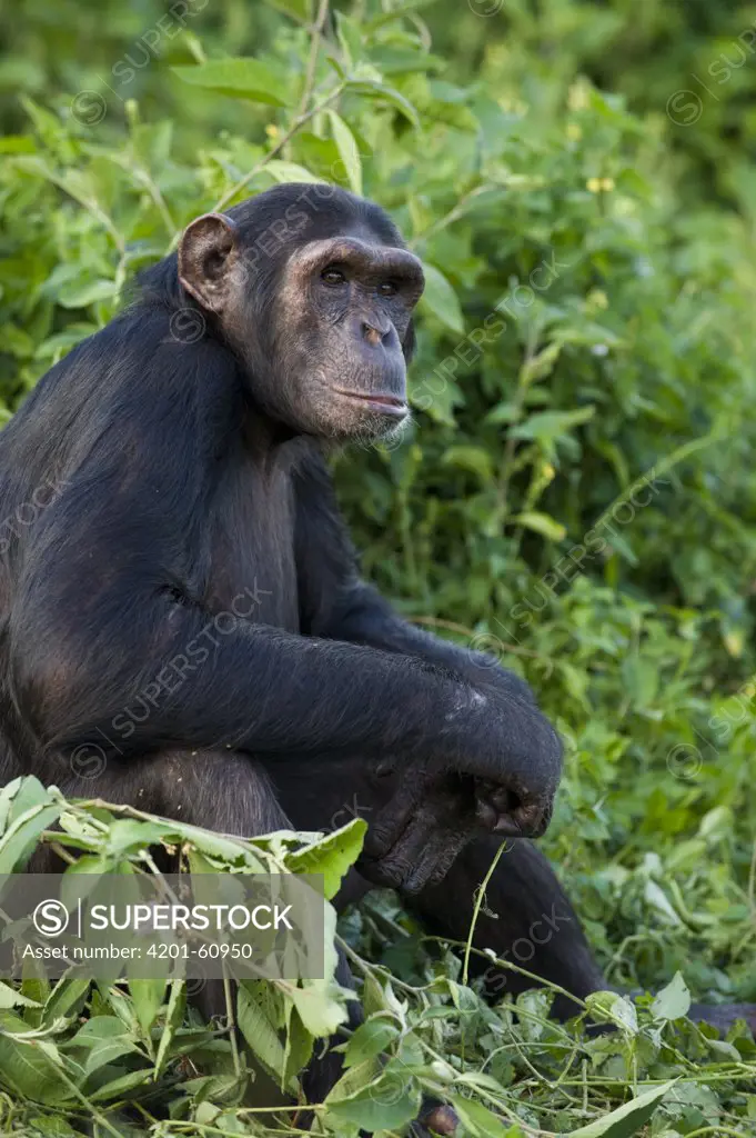 Chimpanzee (Pan troglodytes) sub-adult female used as surrogate in infant integration program, Ngamba Island Chimpanzee Sanctuary, Uganda