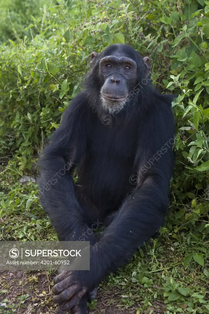 Chimpanzee (Pan troglodytes) rescued sub-adult, Ngamba Island Chimpanzee Sanctuary, Uganda