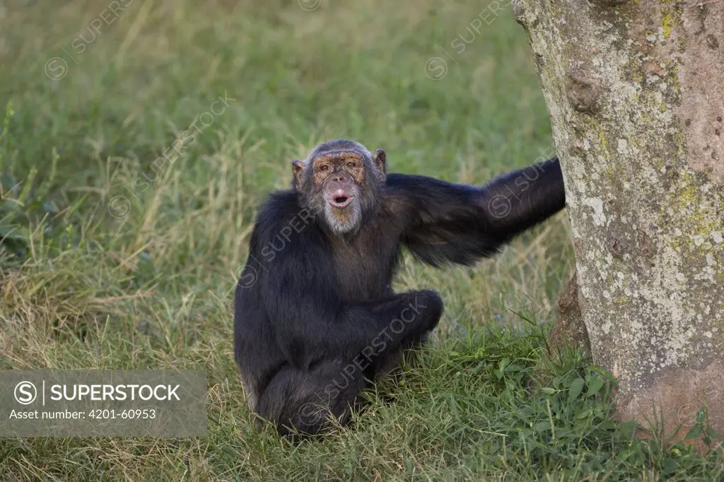 Chimpanzee (Pan troglodytes) pant hooting, Ngamba Island Chimpanzee Sanctuary, Uganda