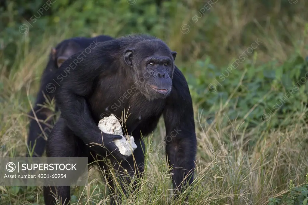 Chimpanzee (Pan troglodytes) eating bread meal, Ngamba Island Chimpanzee Sanctuary, Uganda