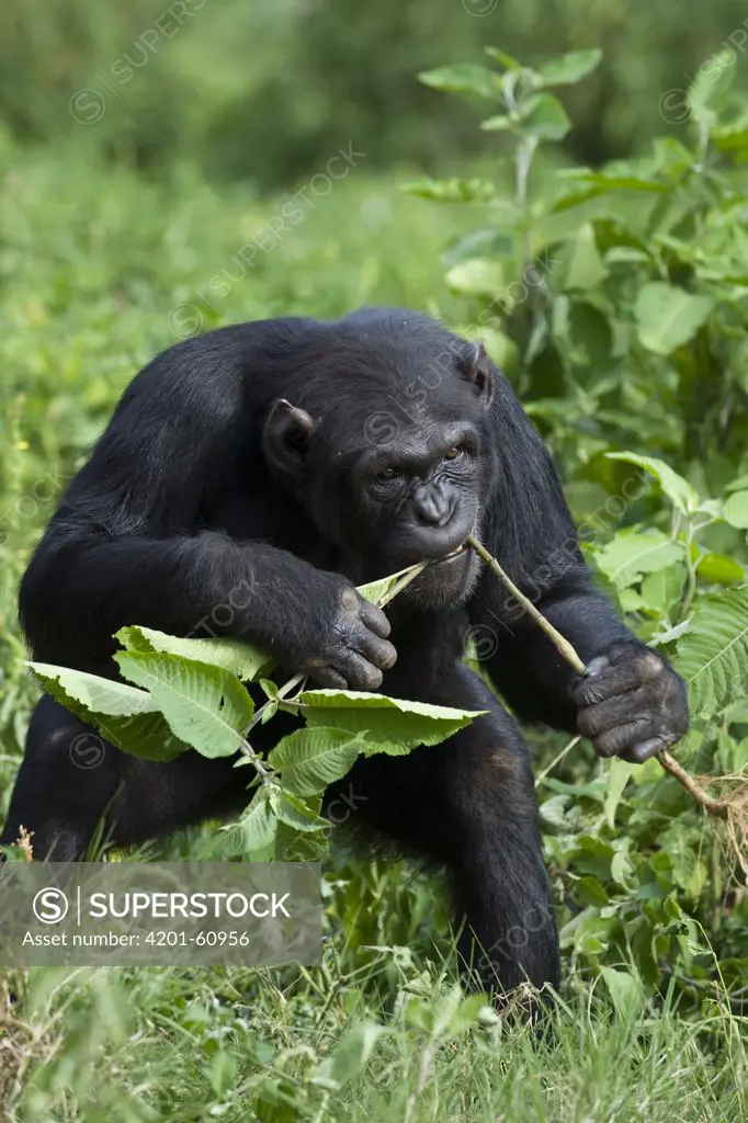 Chimpanzee (Pan troglodytes) sub-adult female named Ikuru preparing twig for termite fishing, Ngamba Island Chimpanzee Sanctuary, Uganda