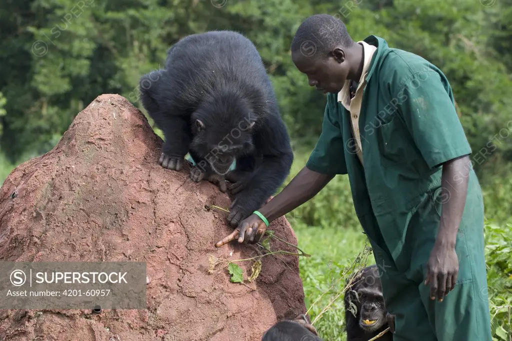 Chimpanzee (Pan troglodytes) being shown how to use twig to extract honey out of a hole by caretaker Rodney Lemata, Ngamba Island Chimpanzee Sanctuary, Uganda