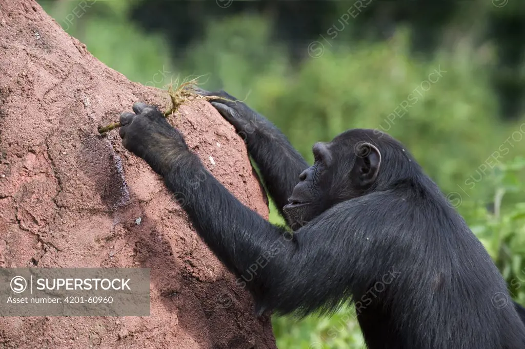 Chimpanzee (Pan troglodytes) learning how to use twigs as tools to extract honey out of holes in termite mound, Ngamba Island Chimpanzee Sanctuary, Uganda