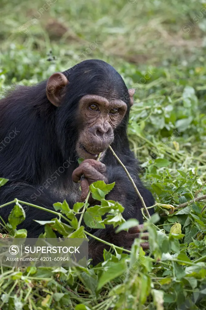 Chimpanzee (Pan troglodytes) rescued infant named Leo stripping branch of its leaves, Ngamba Island Chimpanzee Sanctuary, Uganda