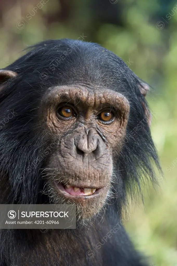 Chimpanzee (Pan troglodytes) infant, Ngamba Island Chimpanzee Sanctuary, Uganda