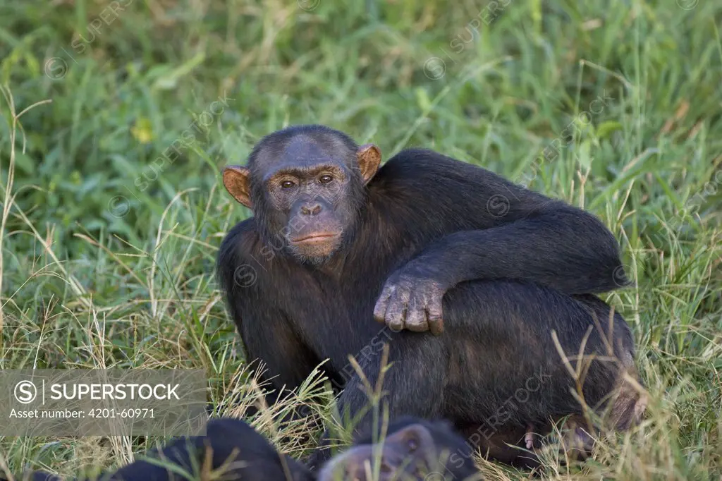 Chimpanzee (Pan troglodytes), Ngamba Island Chimpanzee Sanctuary, Uganda