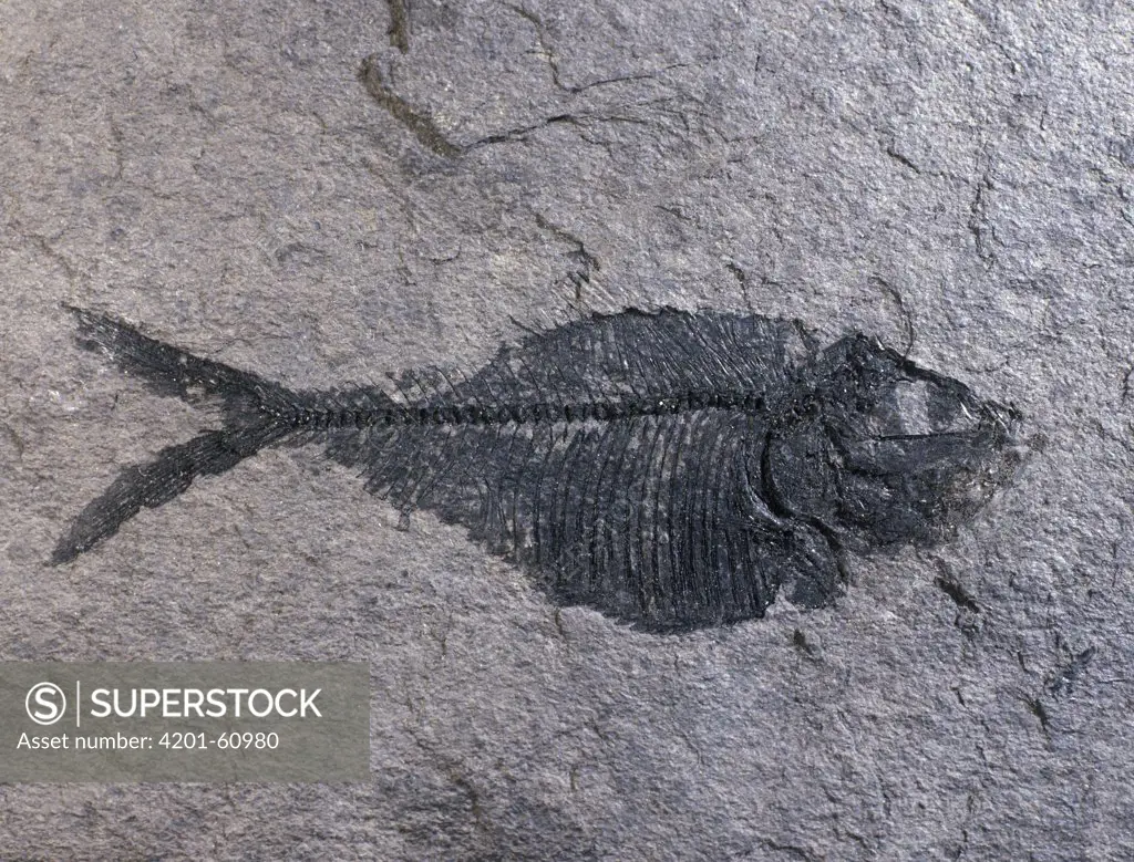 Fish fossil from the Cretaceous period, Papua New Guinea
