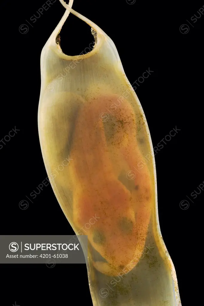 Small-spotted Catshark (Scyliorhinus canicula) embryo in lucent mermaid's purse, North Sea, Germany