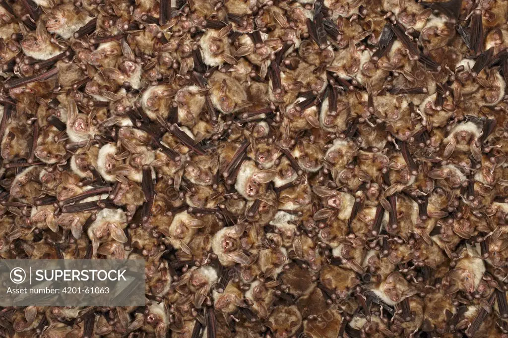 Greater Mouse-eared Bat (Myotis myotis) colony roosting, Germany