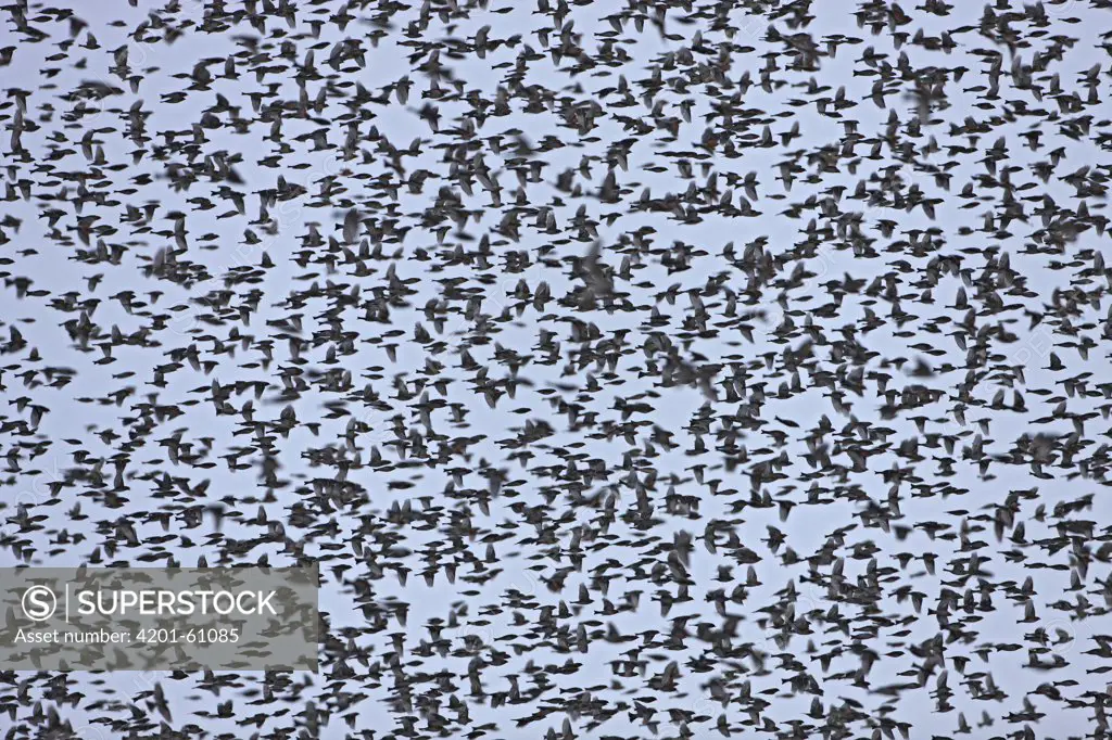 Brambling (Fringilla montifringilla) flock flying, Austria