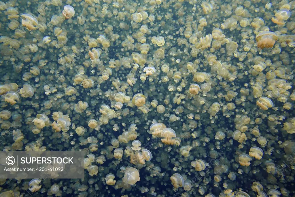 Jellyfish (Mastigias sp) group, Jellyfish Lake, Palau