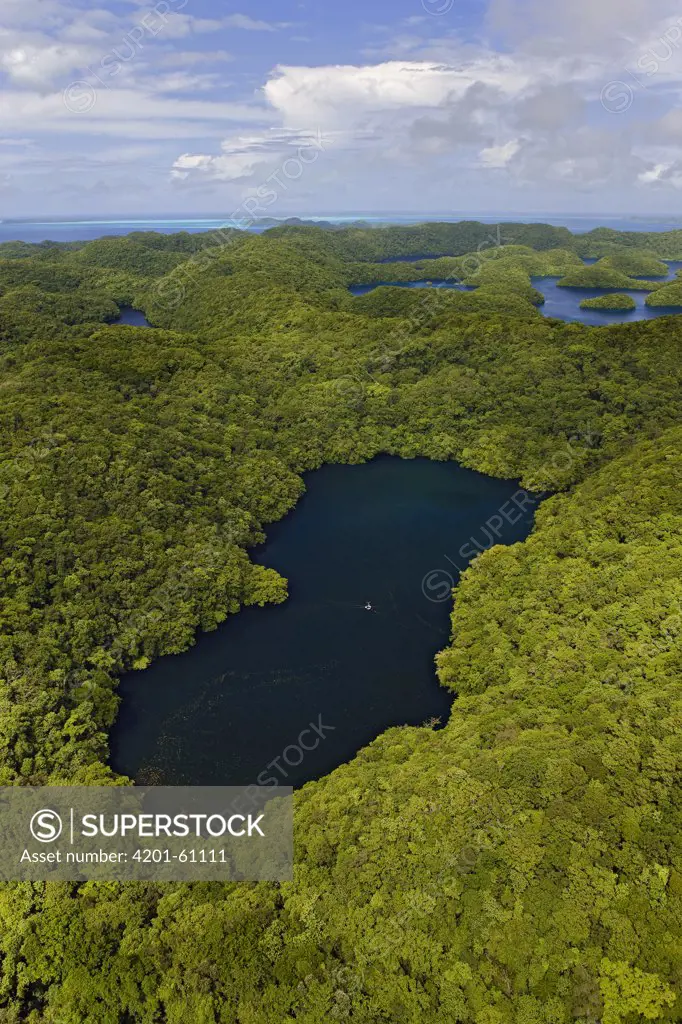 Jellyfish Lake in rainforest, Palau