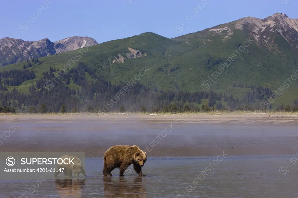 Grizzly Bear (Ursus arctos horribilis) mother and one year old cub on beach, Lake Clark National Park, Alaska